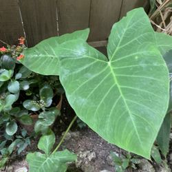 Elephant Ear Plant