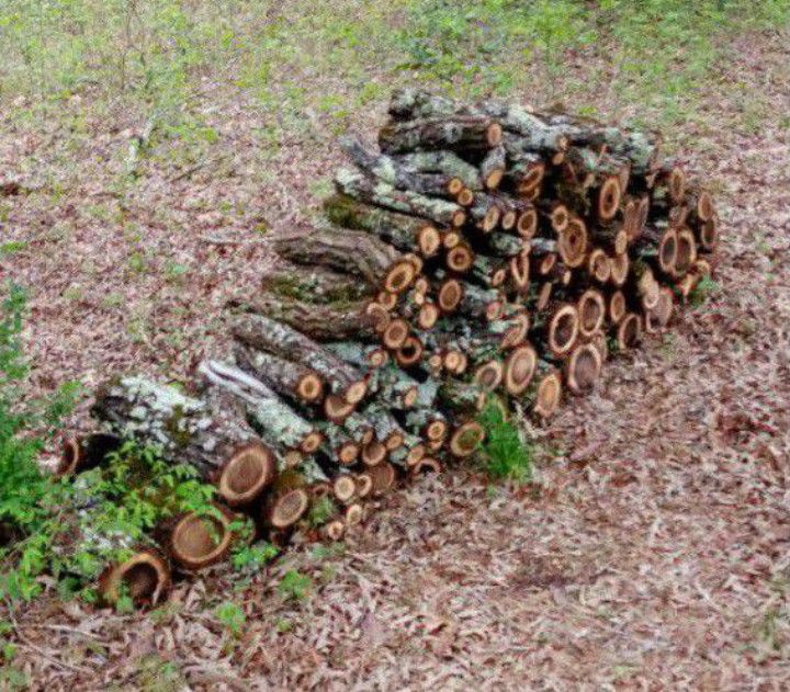 Walnut Firewood