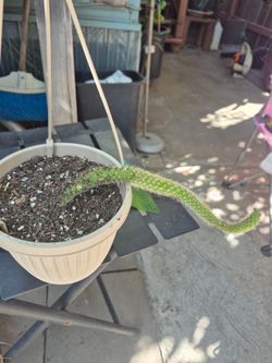 Cola De Momo/Monkey Tale