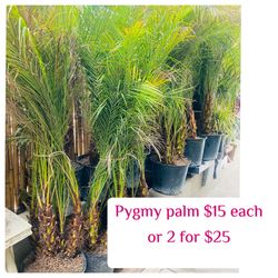 Plants (14”pot x 5ft tall🌿Pygmy palm $15 or 2 for $25)