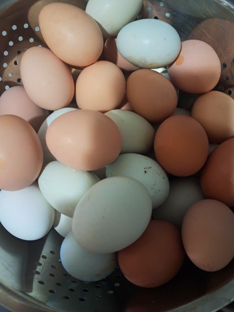 Fresh Chicken Eggs