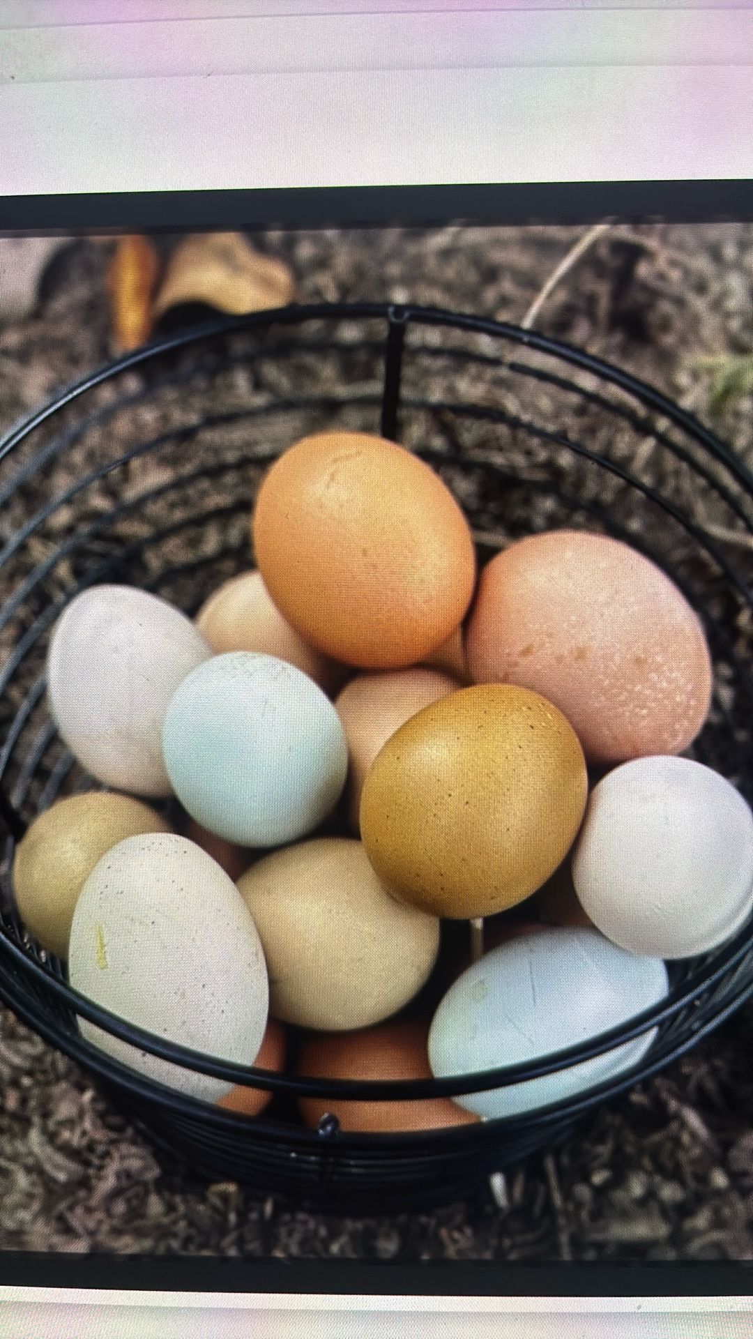 Farm Fresh Eggs