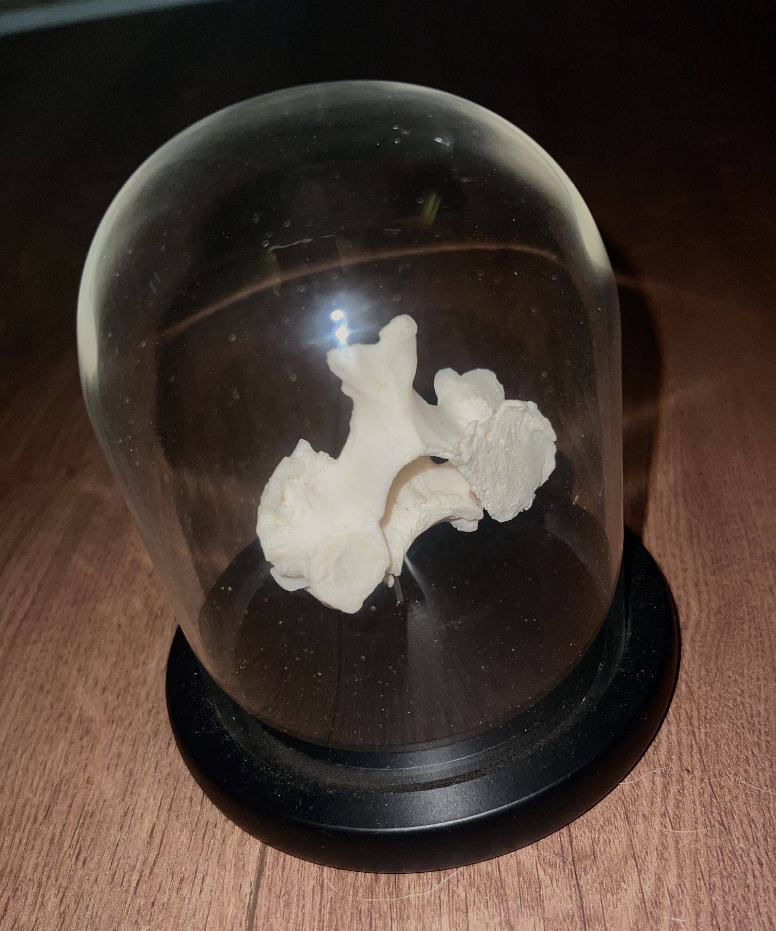 Authentic Human Vertebrae Medical Specimen