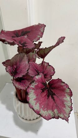Pink Begonia