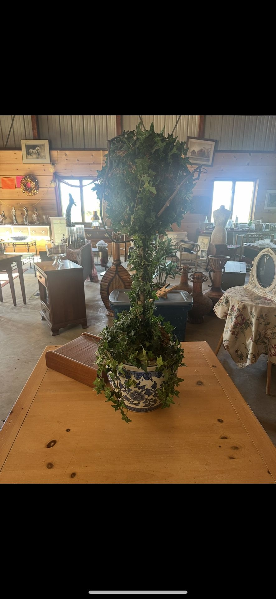 Large topiary with ceramic pot