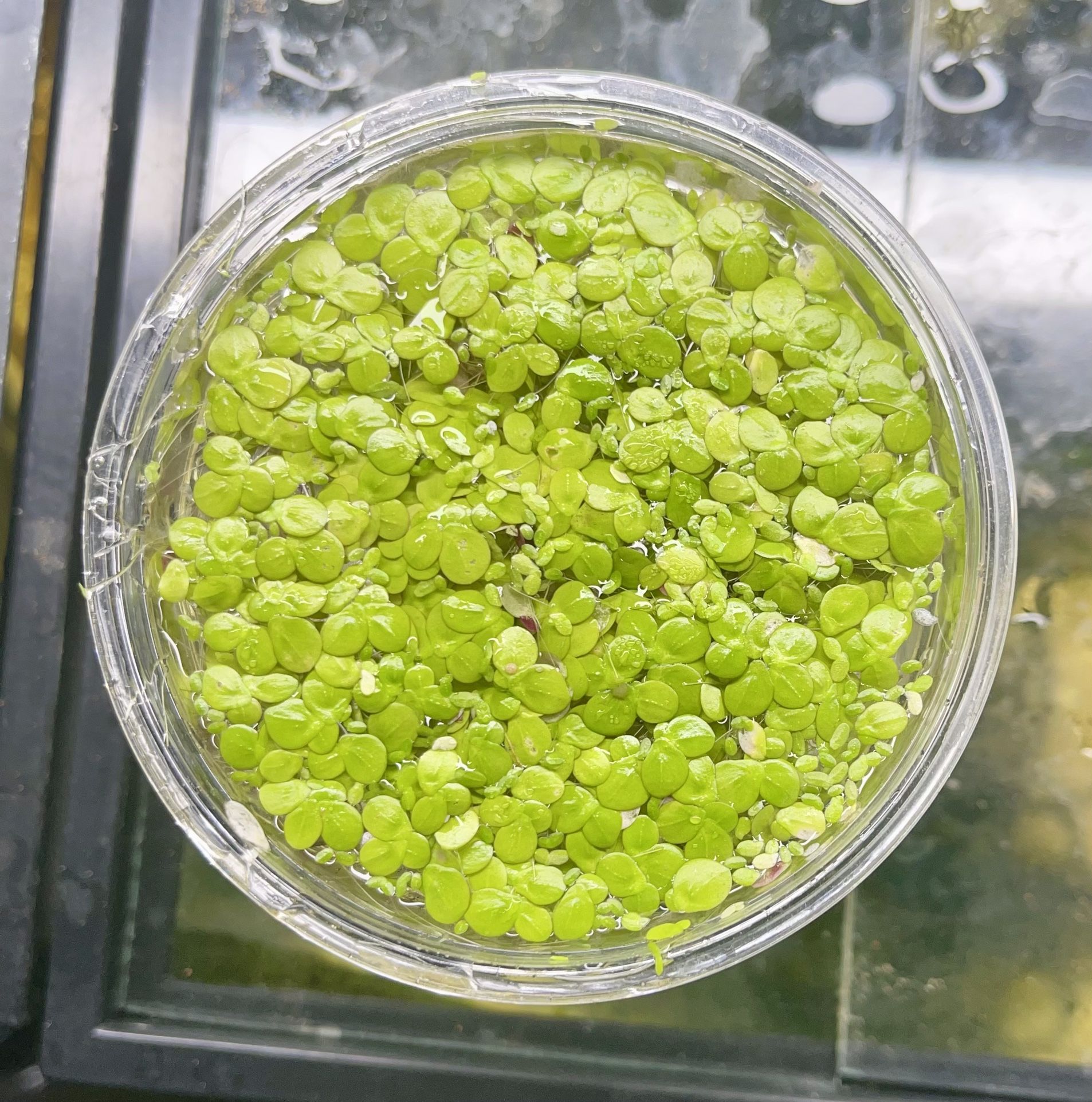 Giant Duckweed Easy Live Aquarium Floating Plants