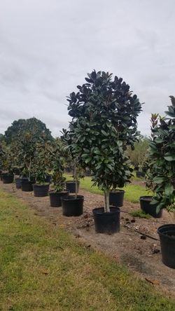 Magnolia trees 9 Foot Tall delivered and planted