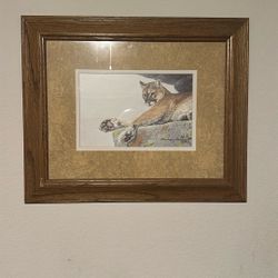 Mountain Lion Framed Print 