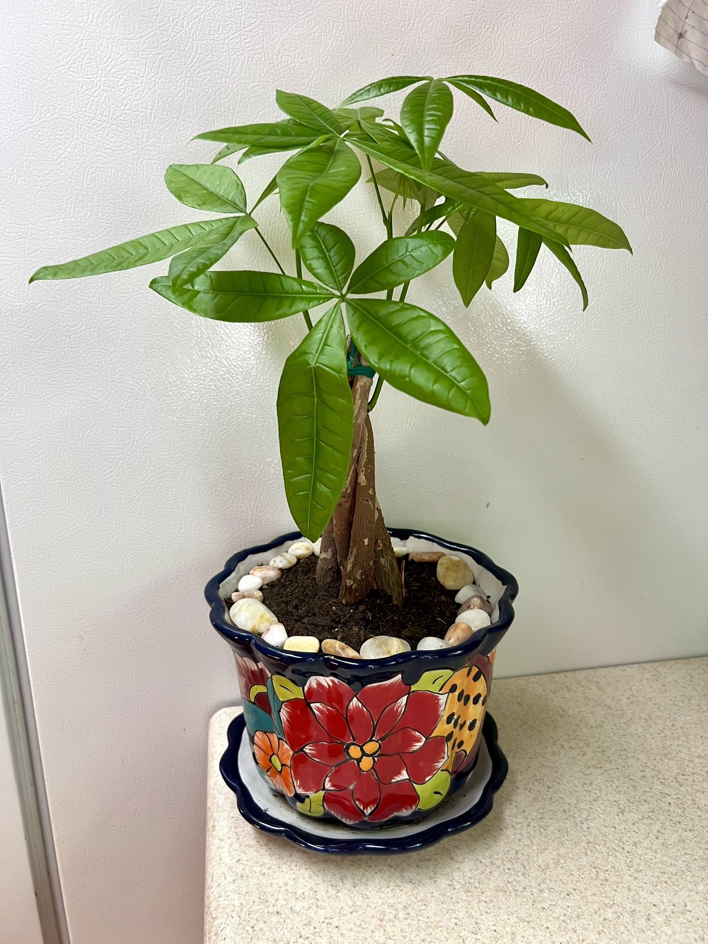 Money 💰 Tree 🌴 Plant 