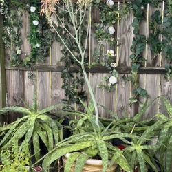 Aloe Vera Medicinal Plants