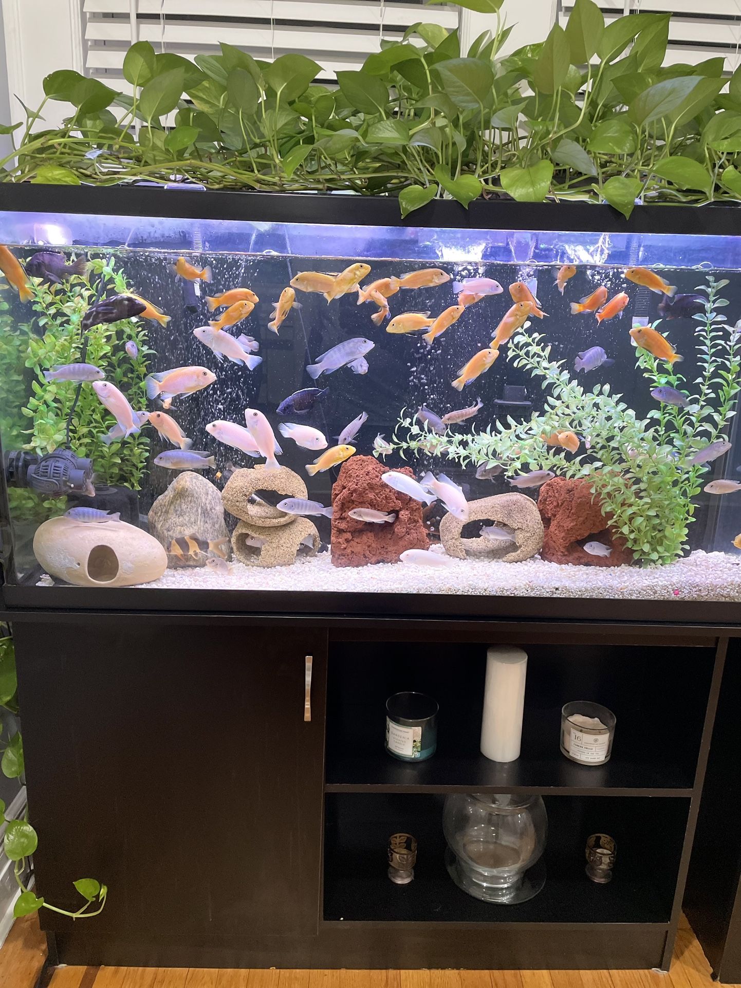 Fish Tank