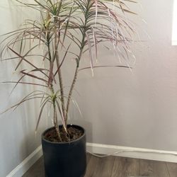 53” Indoor, Dog-Safe plant