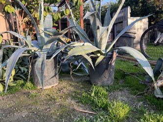 Maguey Plant