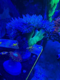 Coral picture