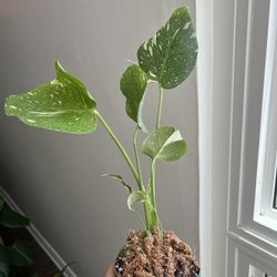 Thai Constellation Monstera 