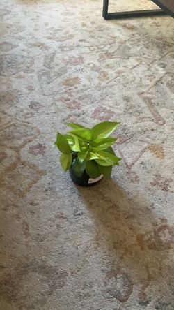 Neon pothos