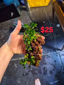 LOTS OF PLANTS for sale