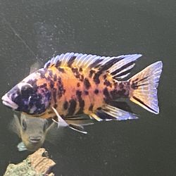 Cichlid Fish Tank Decor 