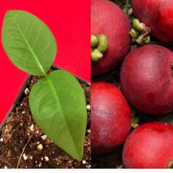 Mangosteen Live Plant + Free Luffa Seeds