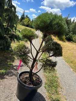 Pom Pom pinus