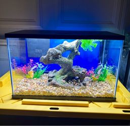 New 10 Gallon fish tank