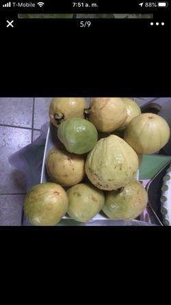Guabas for sale