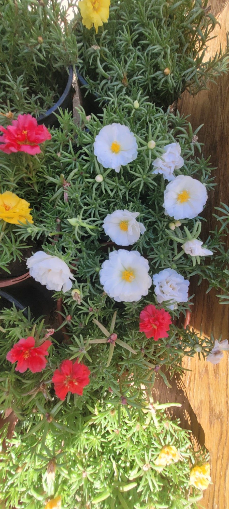 Portulaca Plant Amor De Un Rato Plantas