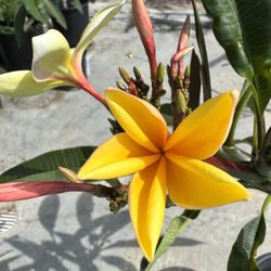 Aztec Gold  Plumeria