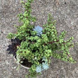Succulent Mix Plants 