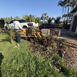 Stumps grinder Palms and trees  