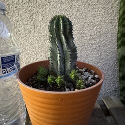 Euphoria Milk Cactus Plant