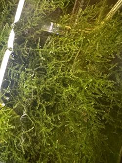 Christmas moss