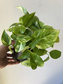 Pothos Plant