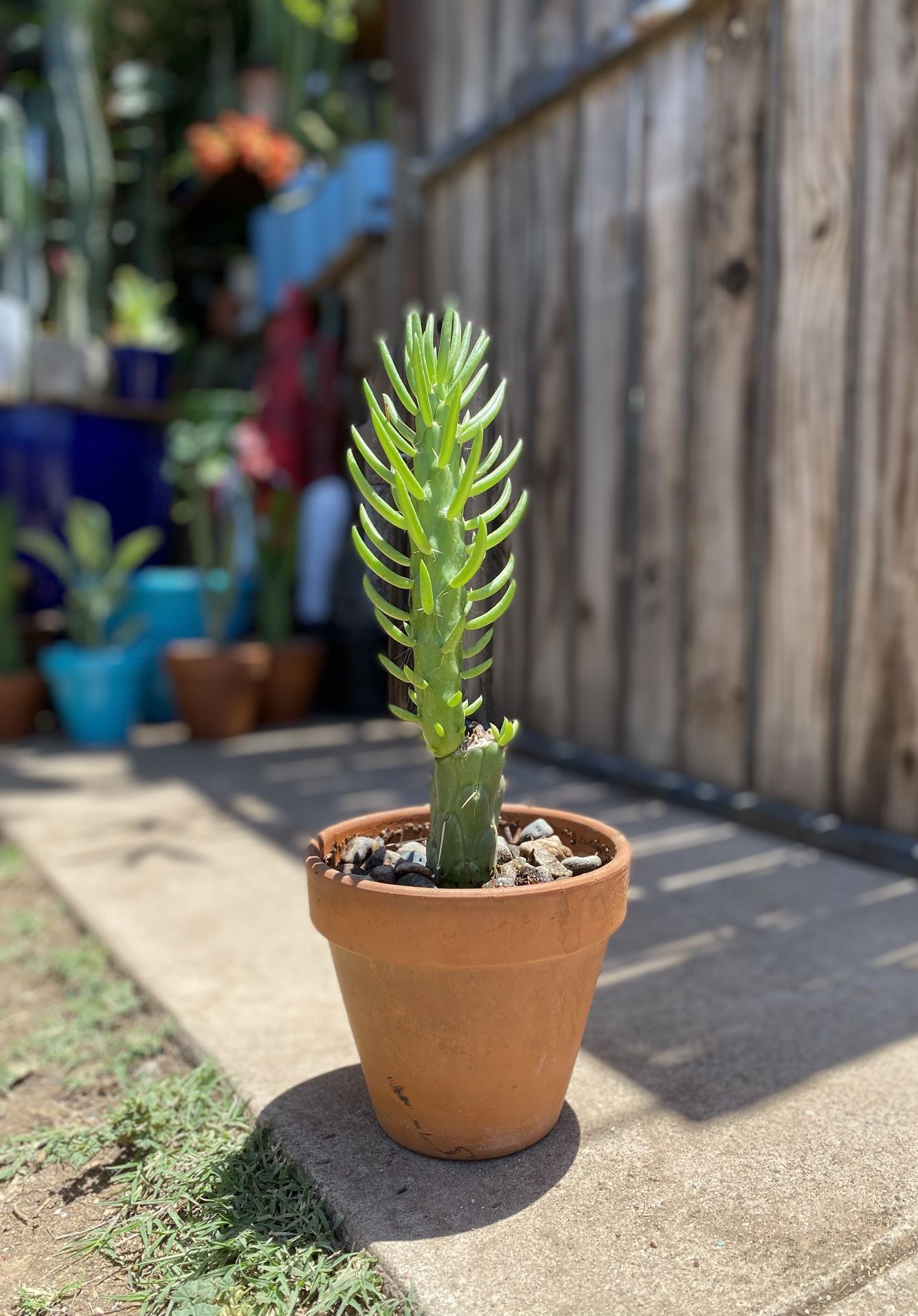 Small Eve's Needle Plant