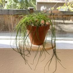 Albuca Namaquensis Augrabie 'Augrabies Hills'