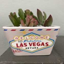 Destination Succulent Arrangement One Of A Kind!
