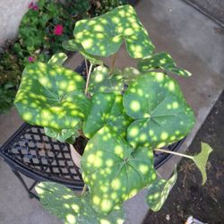 Farfugoum Japonicum Aureomaculatum Plant $35