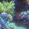 ARK'S- Premium Coral Frags 🪸 