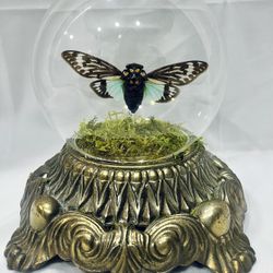 Preserved Blue Winged Cicada in Glass Dome with Antique Brass Lamp Base and Moss