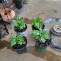 Arabica Coffee Plants 