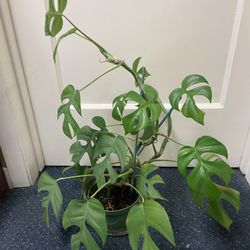  Rhaphidophora tetrasperma (mini monstera) 