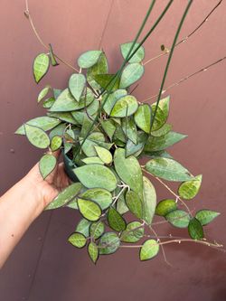 6” hoya black margin