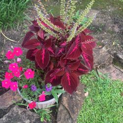 Coleos Plant 2 Diferentes  Colores