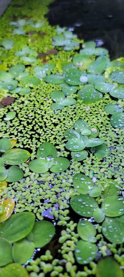Dwarf Water Lettuce Aquarium Decor Planted Fish Tank