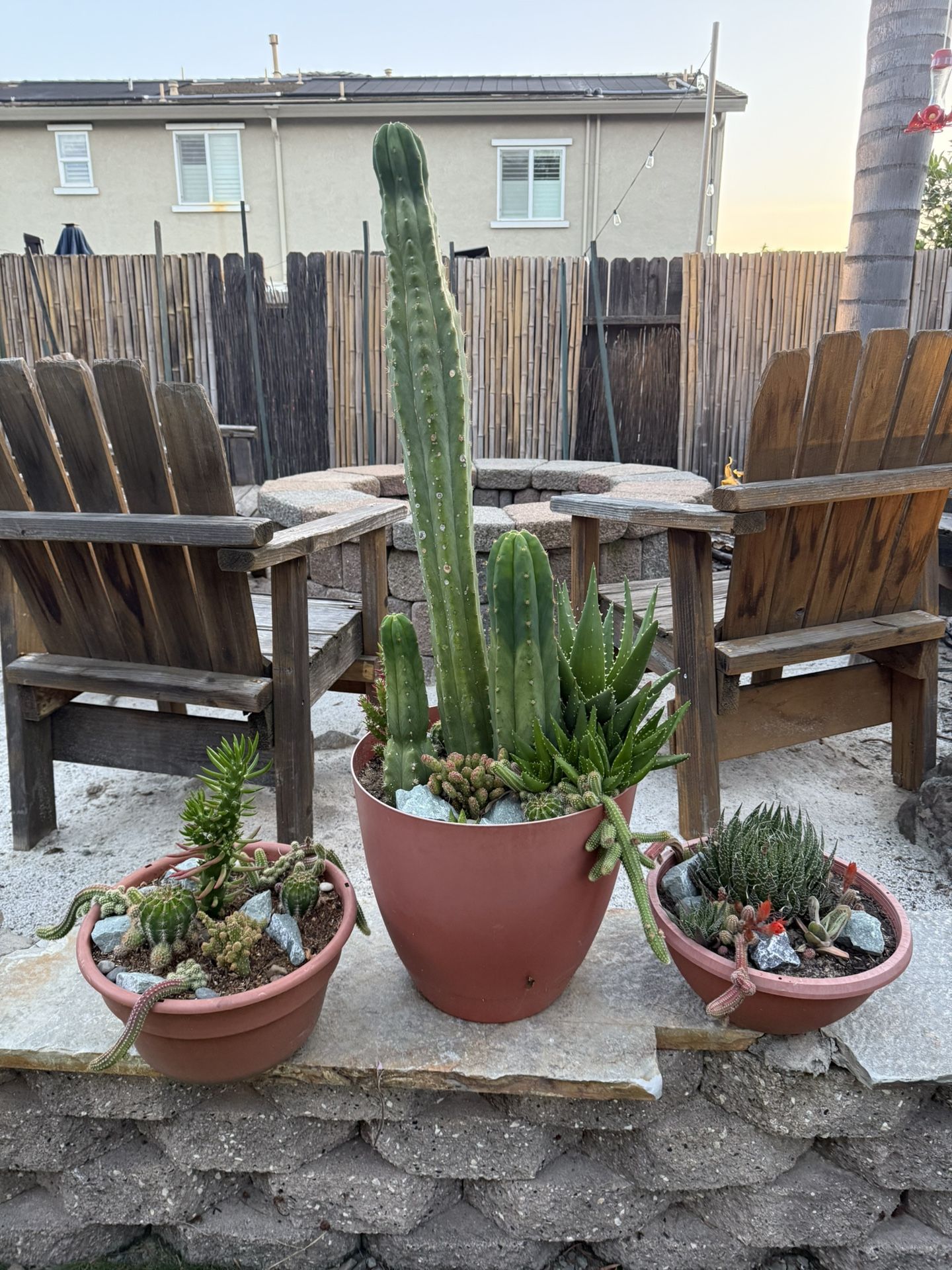 Cacti And Succulents