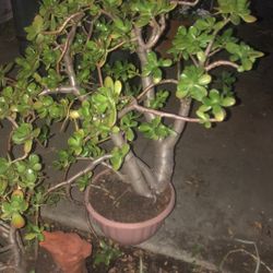 Jade Plant.  Dry Healthy   