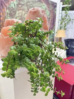 ♥️Gorgeous🌿Good LuckPlant♥️ elephant Bush 🌿—a symbol of prosperity👉PLS READ DESCRIPTION