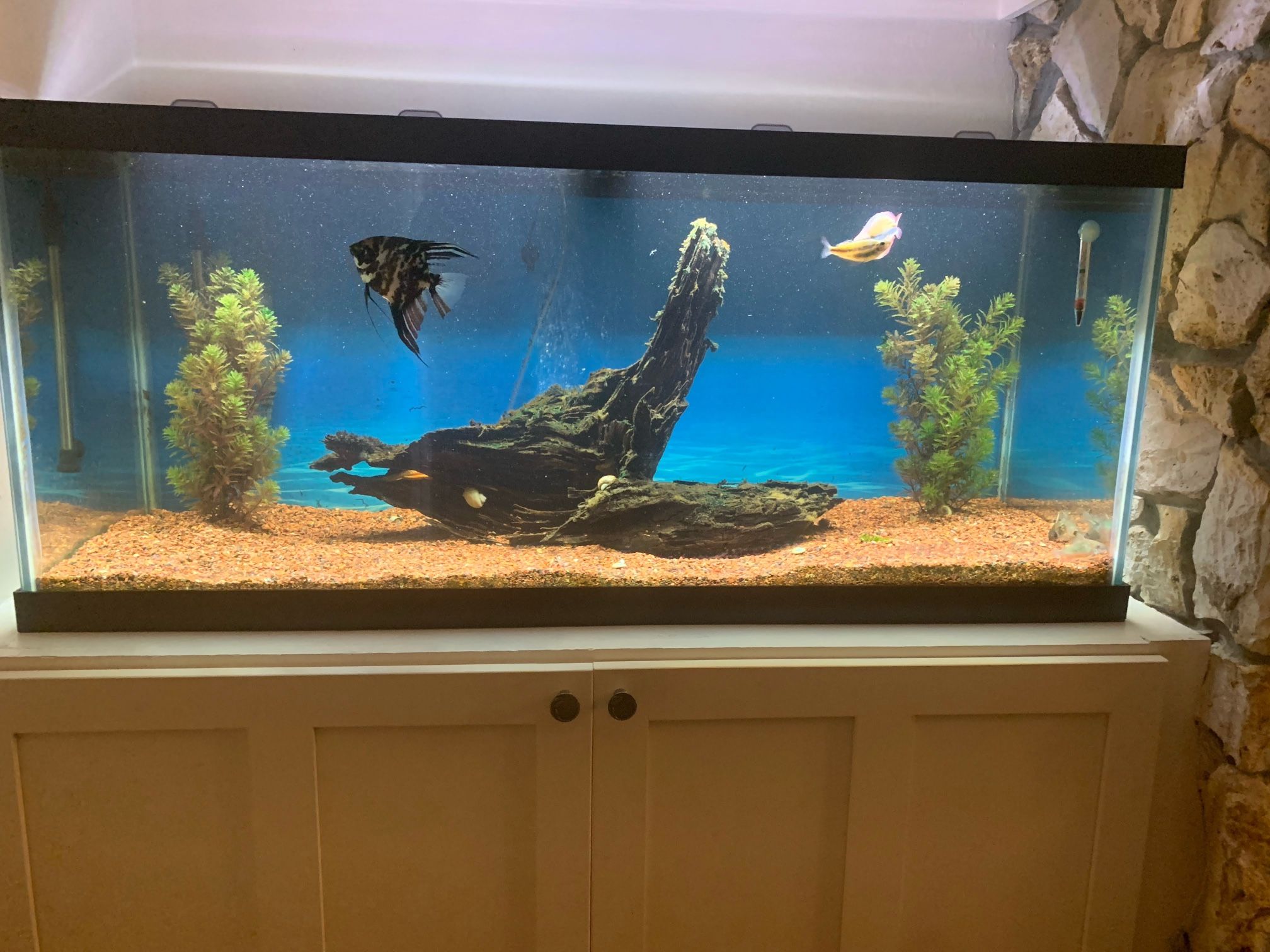 75 Gallon Fish Tank