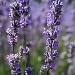 Lavender Bush Plant
