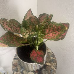 Plant For Room In Nice Ceramic Pot
